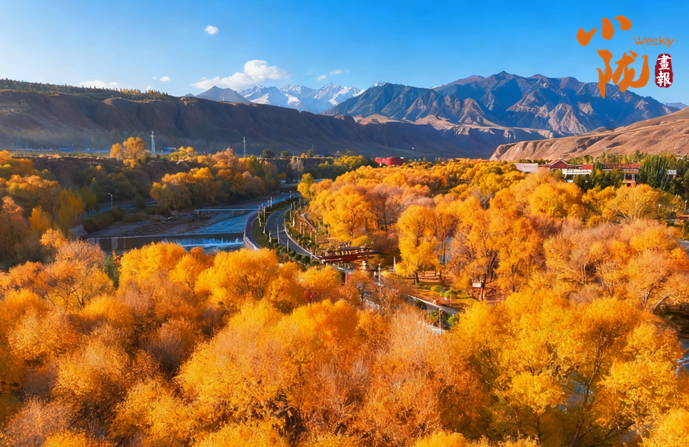 肅南：多彩秋日 滿目金黃